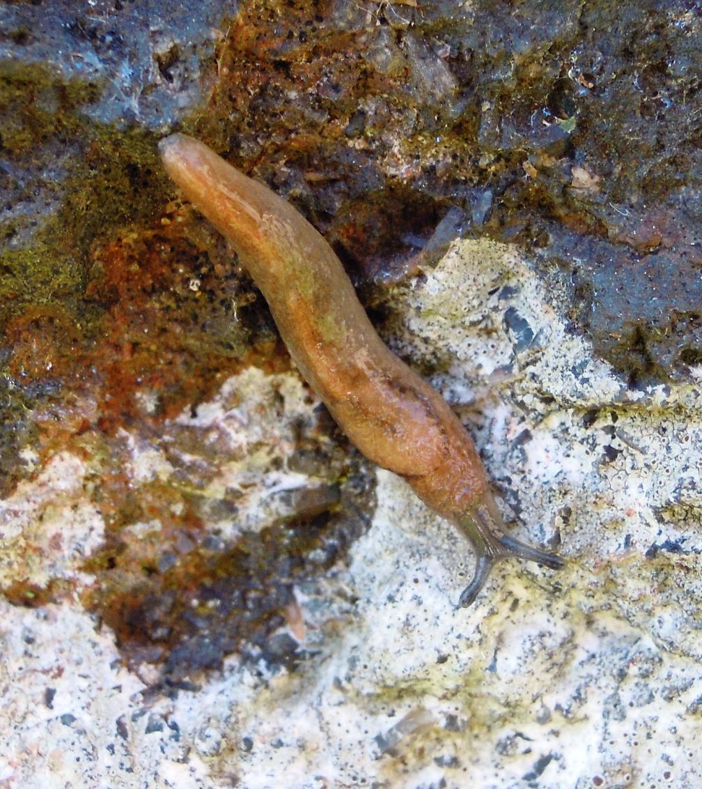 Limacus flavus e Lehmannia dall''Elba